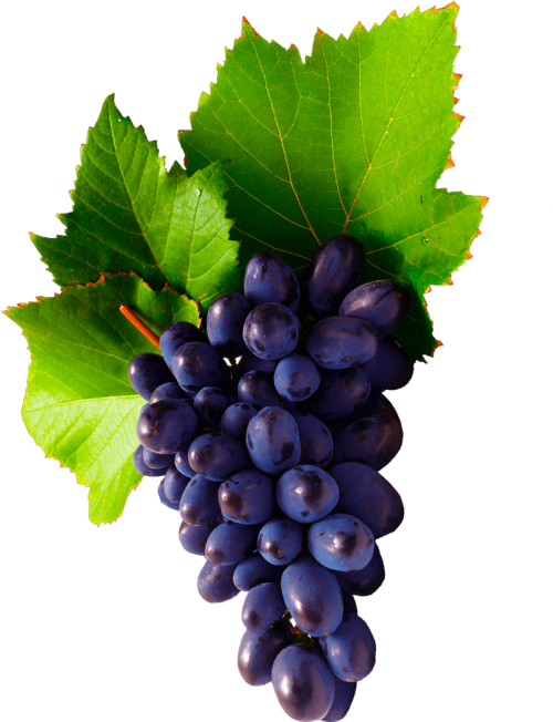 grapes grapes